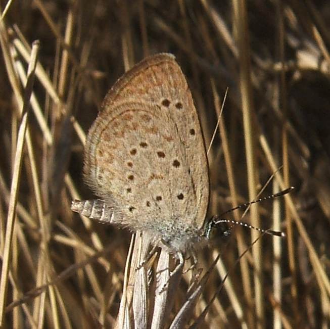 Zizeeria knysna Zizeeria knysna